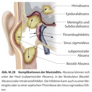 Ohr knoten hinter Knubbel hinterm